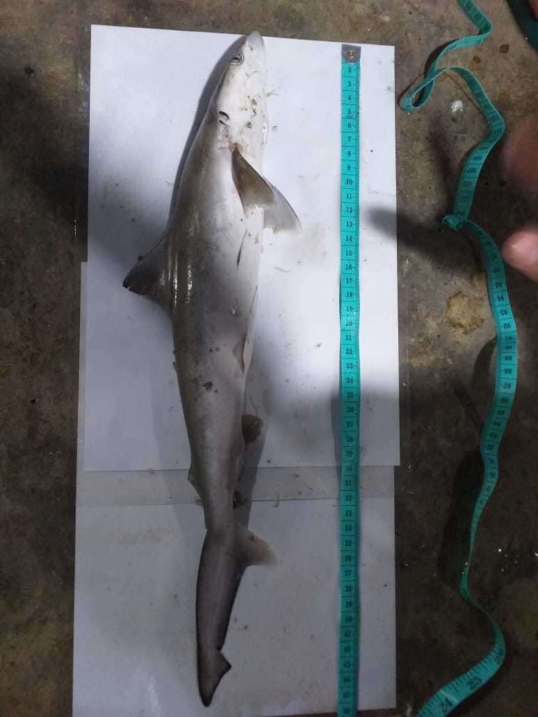 Image of Grey Sharpnose Shark