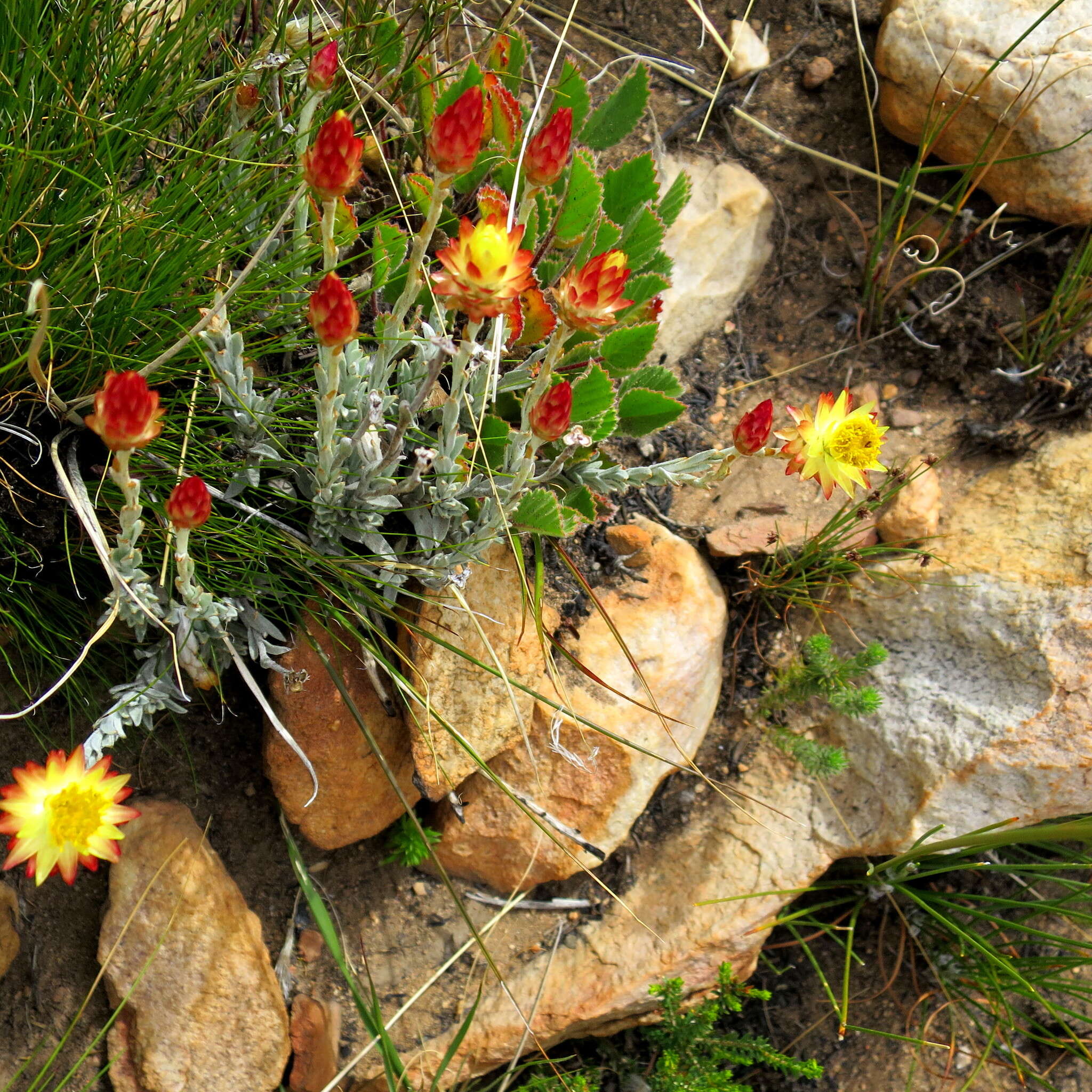 Image of Syncarpha virgata (Berg.) B. Nord.