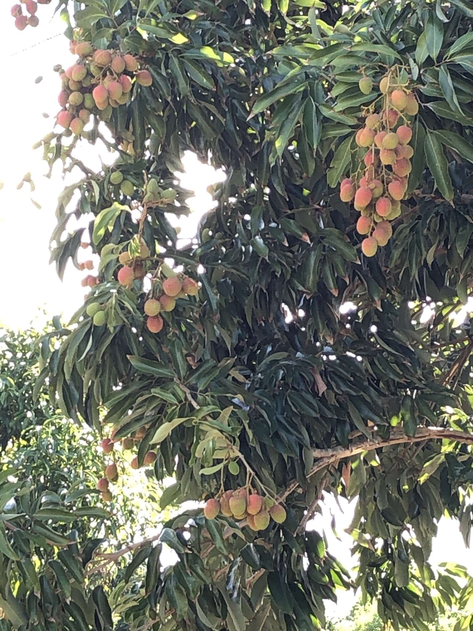 Image of lychee