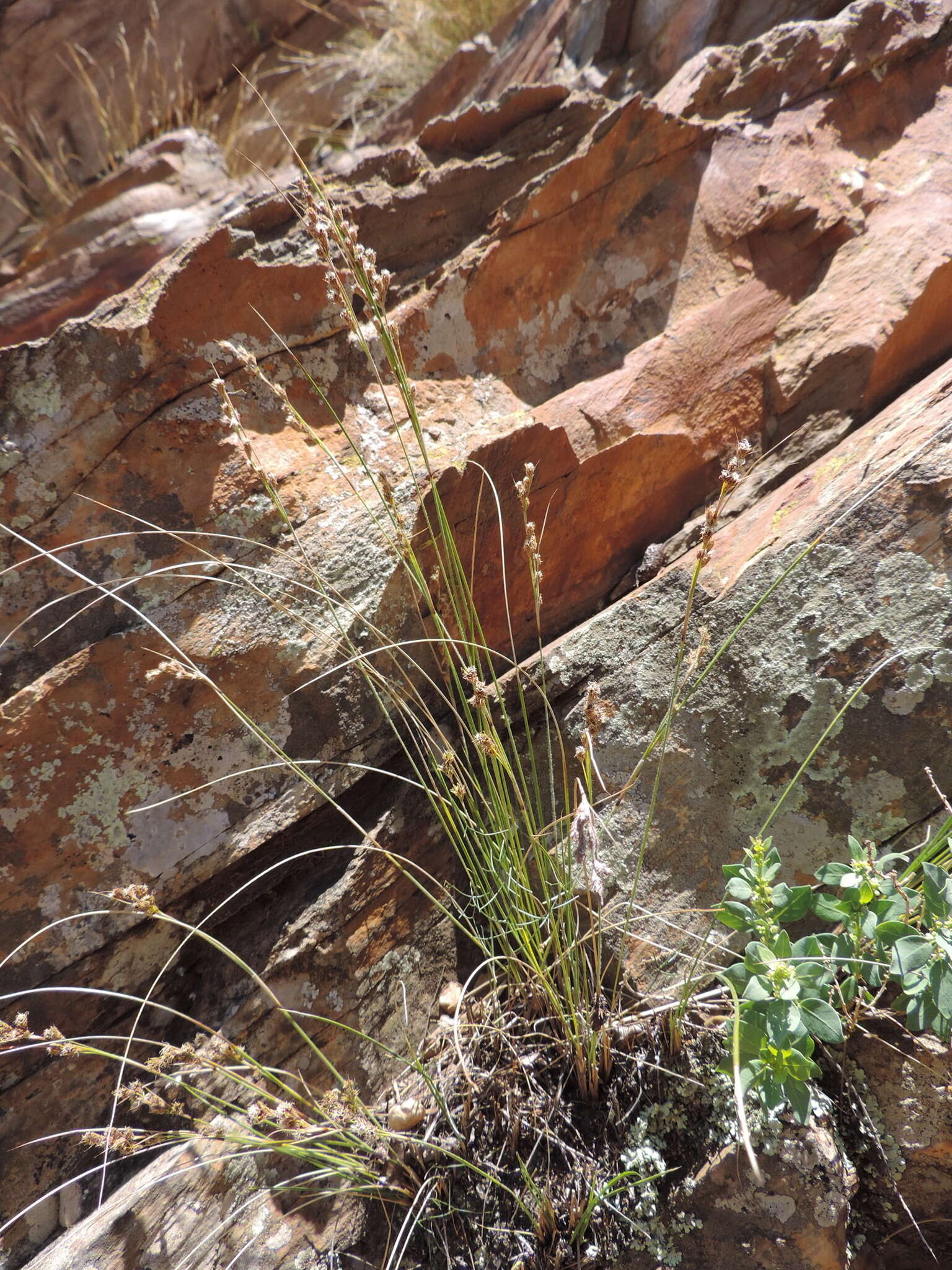 Image of Coleochloa