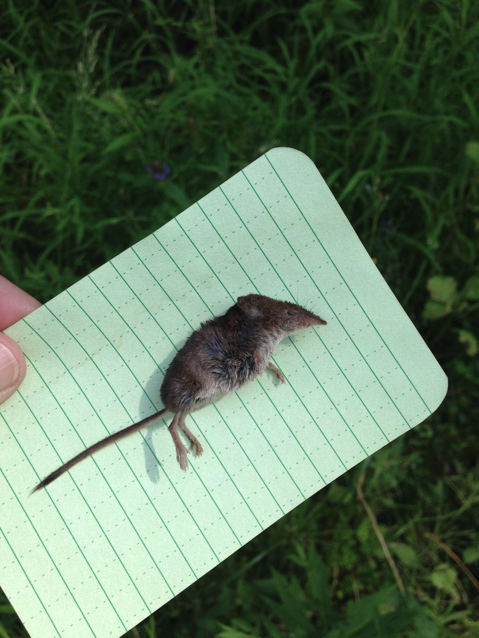 Image of Cinereus Shrew (Masked Shrew)