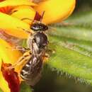 Image of Lasioglossum calophyllae (Rayment 1935)