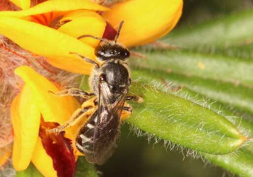 Plancia ëd Lasioglossum calophyllae (Rayment 1935)