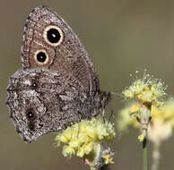 Image of Small Wood Nymph