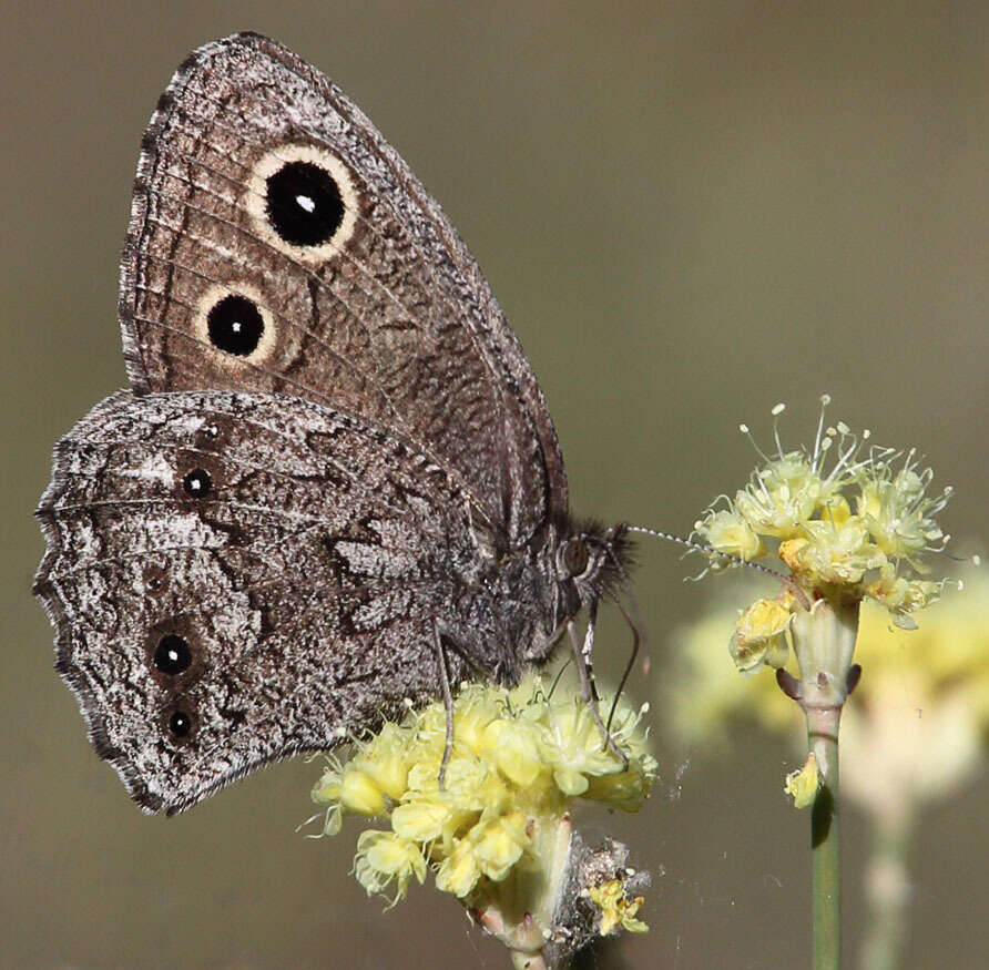 Image of Small Wood Nymph