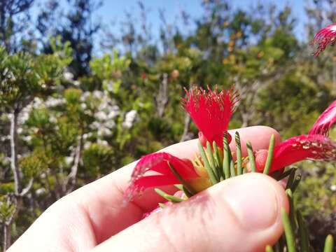 Image de Melaleuca valida (S. Moore) Craven & R. D. Edwards