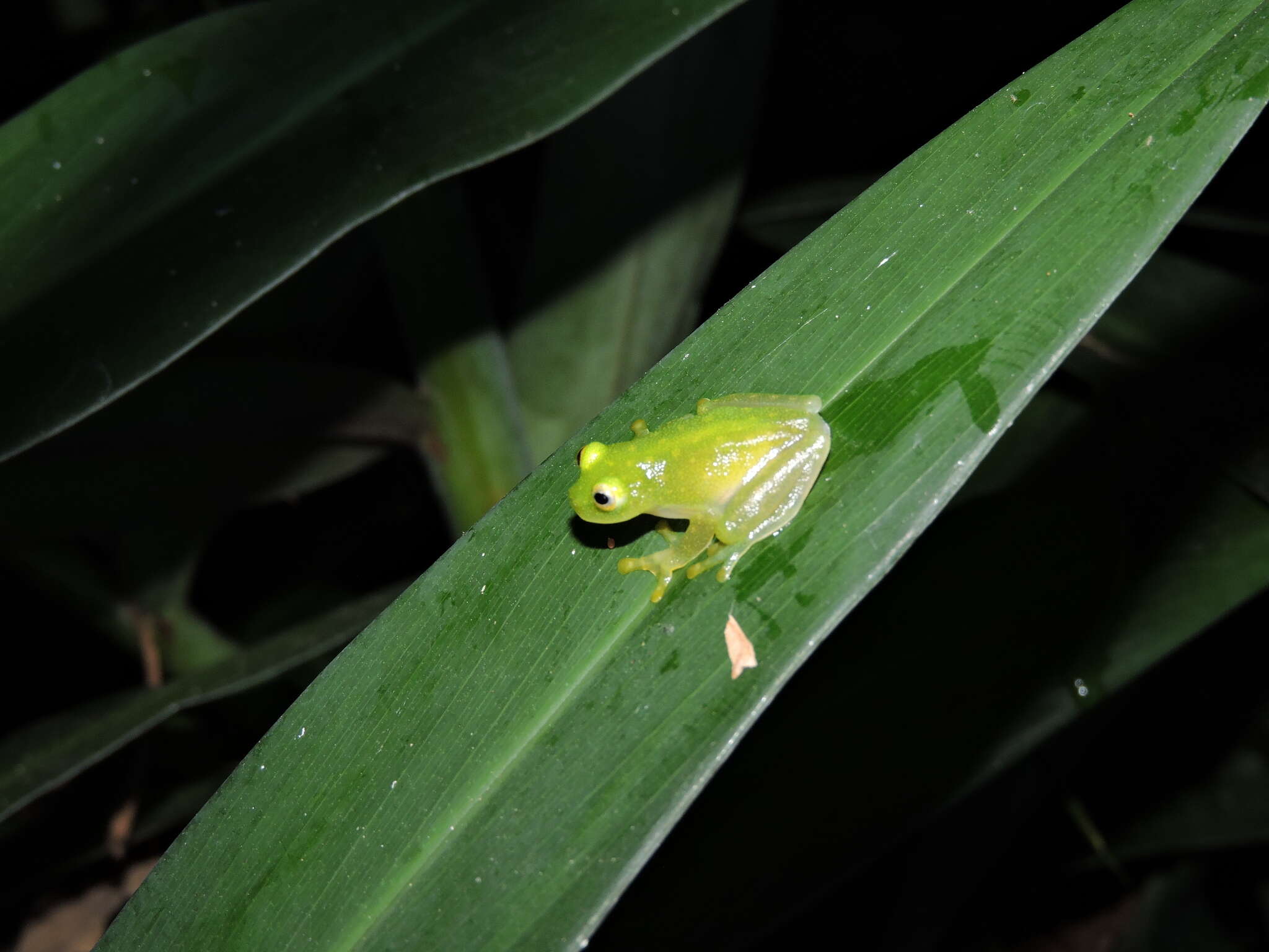 Sivun Hyalinobatrachium fleischmanni (Boettger 1893) kuva