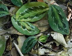 Image of Goeppertia chimboracensis (Linden) Borchs. & S. Suárez