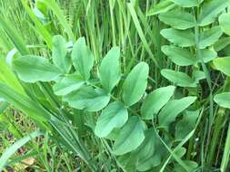 Image of Goat's rue