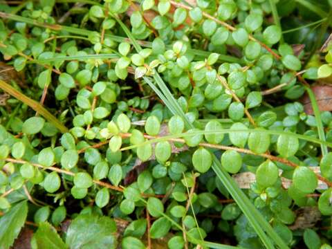 Gaultheria hispidula (L.) Muhl. ex Bigelow的圖片