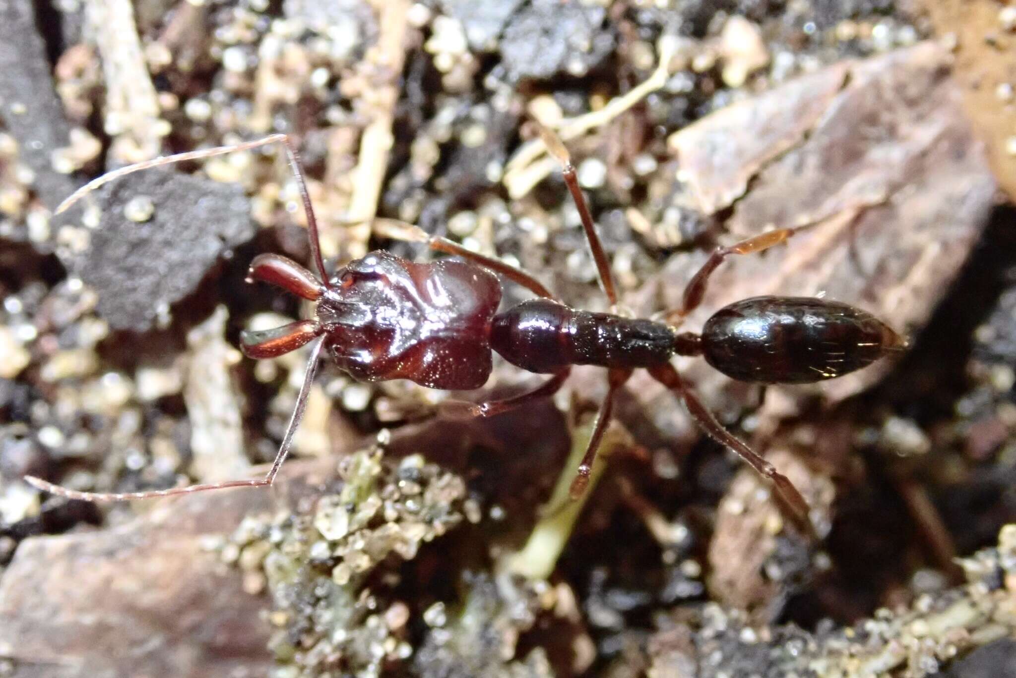 Imagem de Odontomachus assiniensis Emery 1892