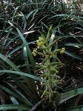 Bromelia palmeri Mez的圖片