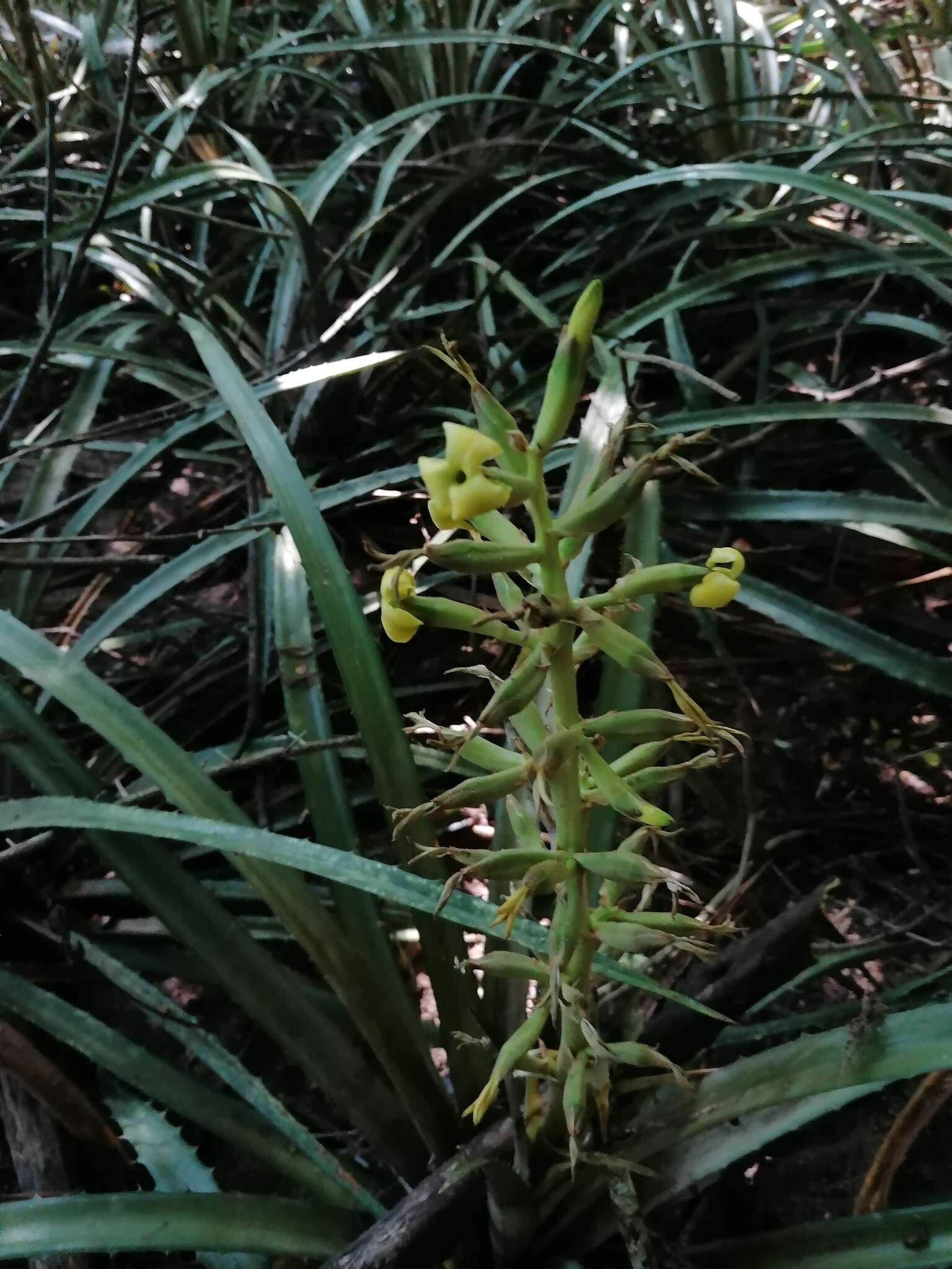 Слика од Bromelia palmeri Mez