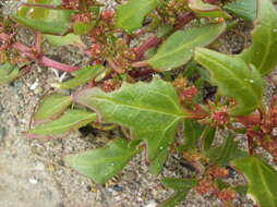 Image of Red Goosefoot