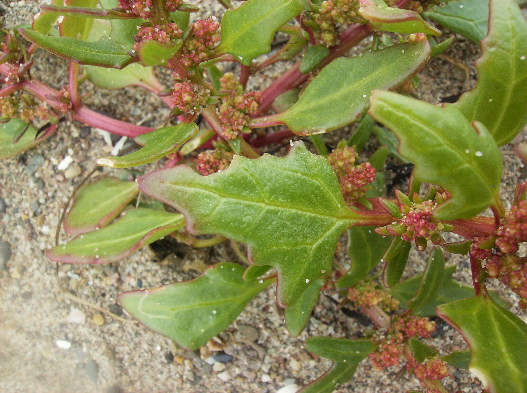 Image of Red Goosefoot