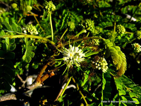 صورة Albizia adianthifolia var. adianthifolia