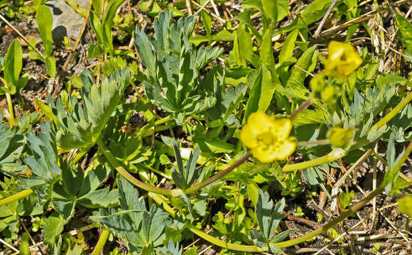 Image of mountainmeadow cinquefoil