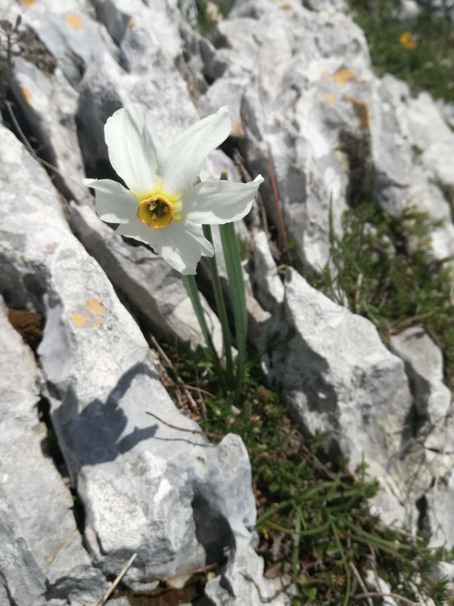 Image of Pheasant's-eye narcissus