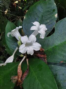 Image of Ruellia proxima Lindau