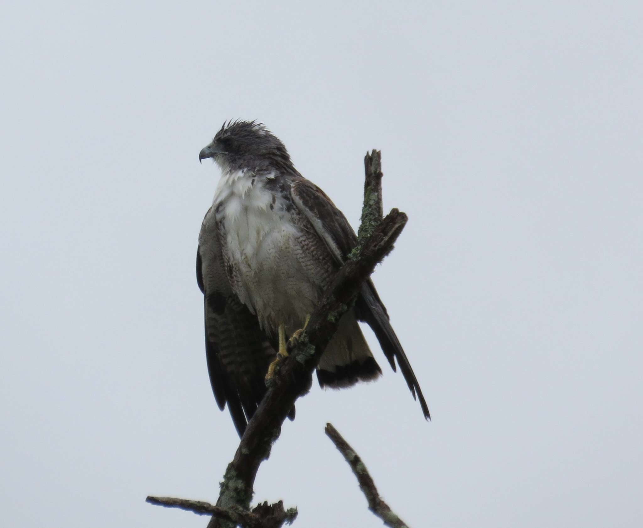 Image of White-tailed Hawk