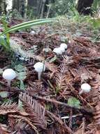 Image of Entoloma adnatifolium (Murrill) Blanco-Dios 2015