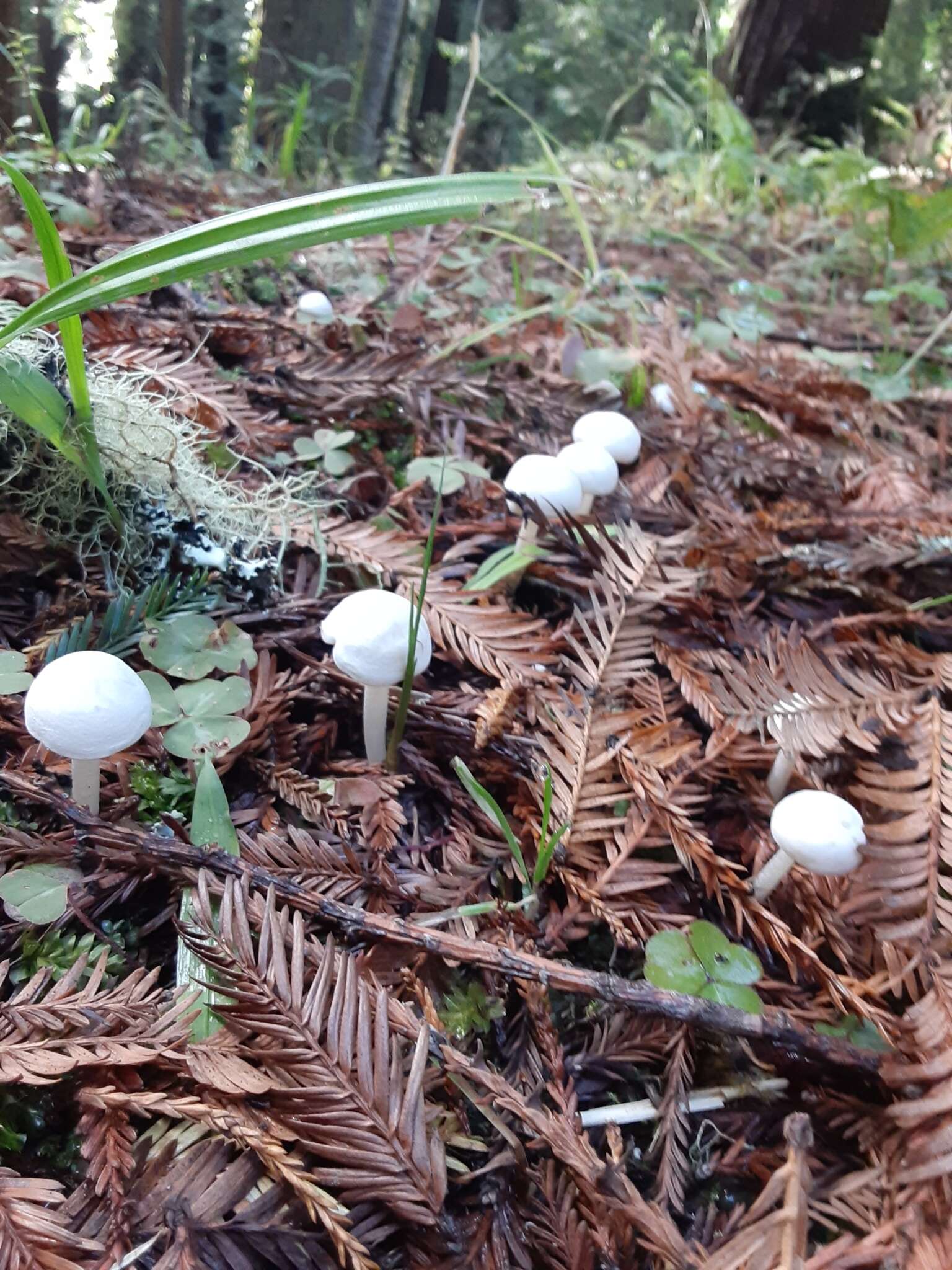 Image of Entoloma adnatifolium (Murrill) Blanco-Dios 2015