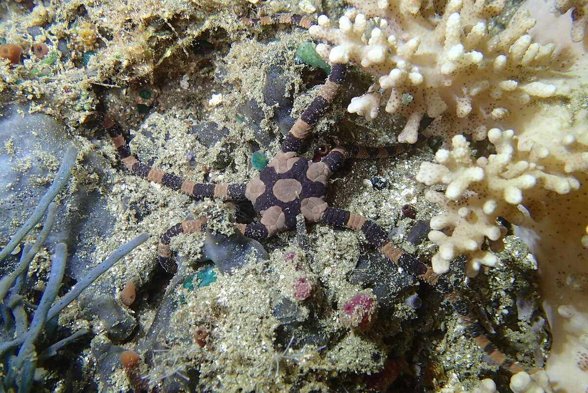 Image of Banded Brittle Star