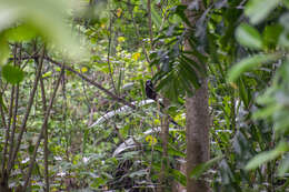 Image of Andean saddle-back tamarin