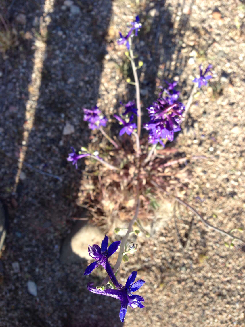 Delphinium scaposum Greene的圖片