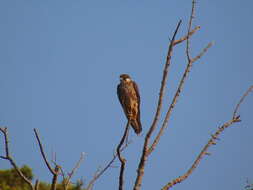 Image of Eleonora's Falcon