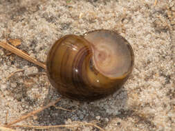 Pila occidentalis (Mousson 1888) resmi