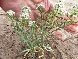 Sivun Lepidium alyssoides A. Gray kuva