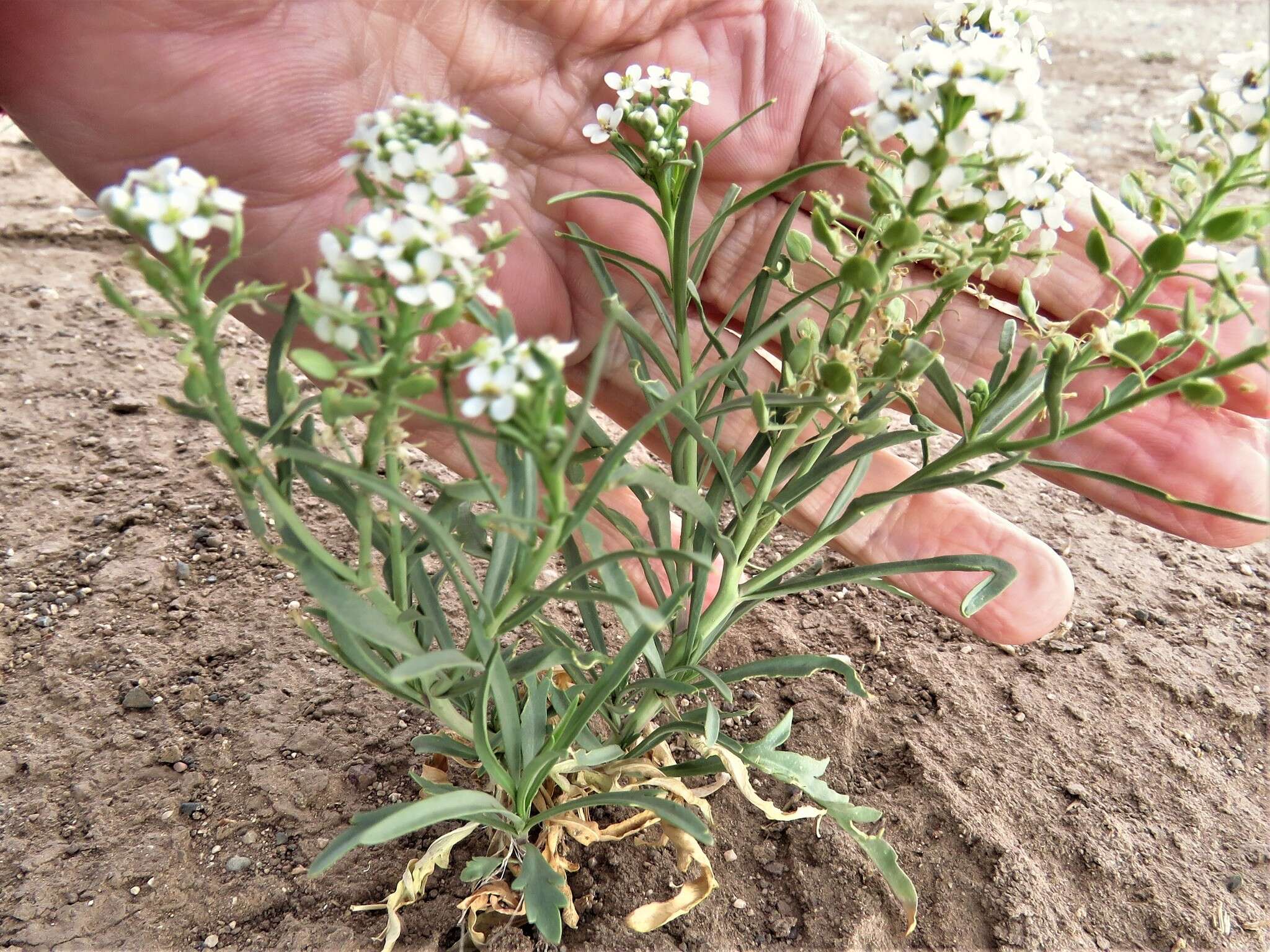 Image de Lepidium alyssoides A. Gray