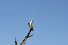 Image of White-bellied Sea Eagle