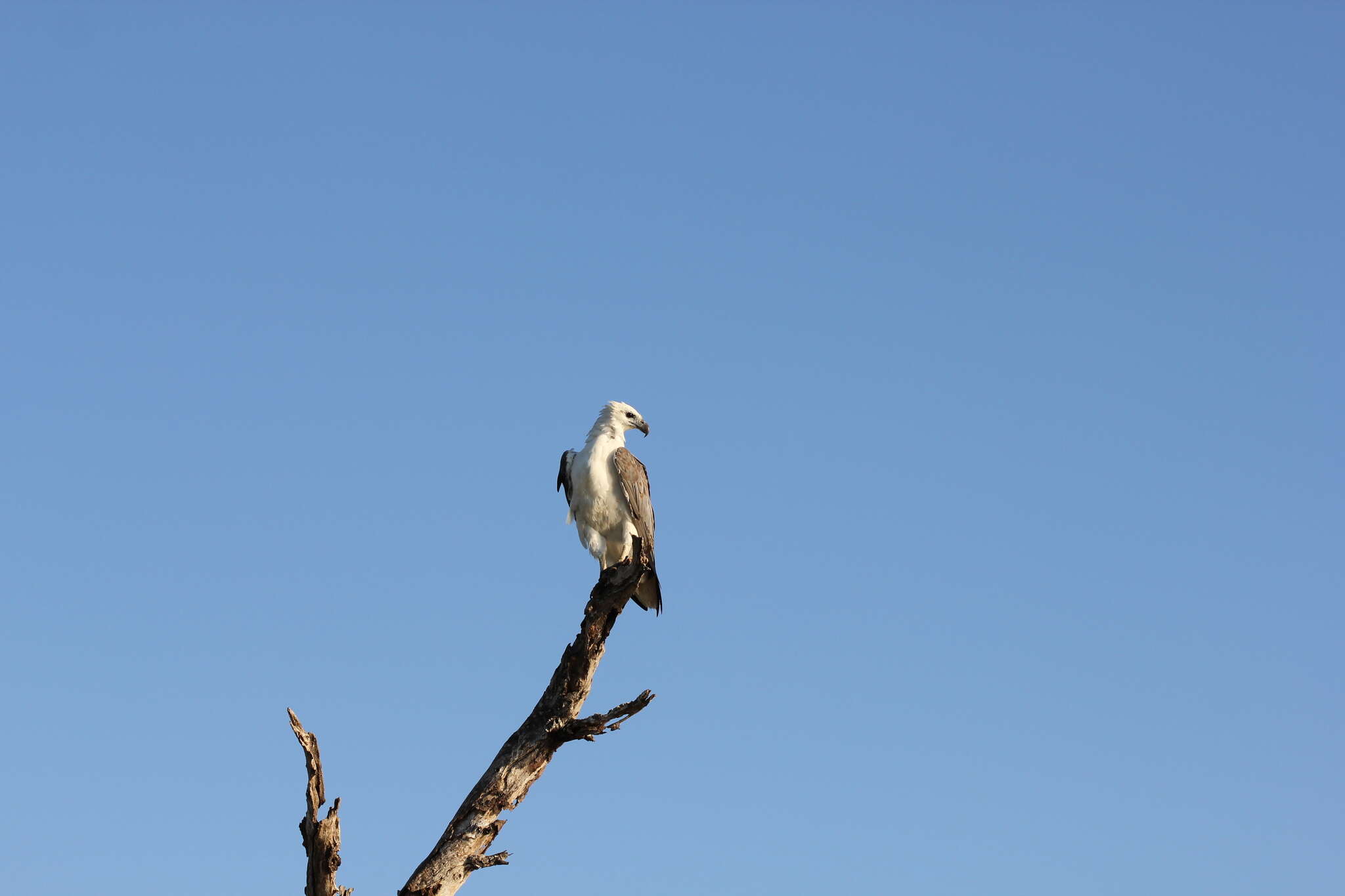 Image of White-bellied Sea Eagle