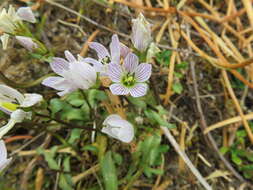 Image of Gentianella patula (Cheesem.) Holub