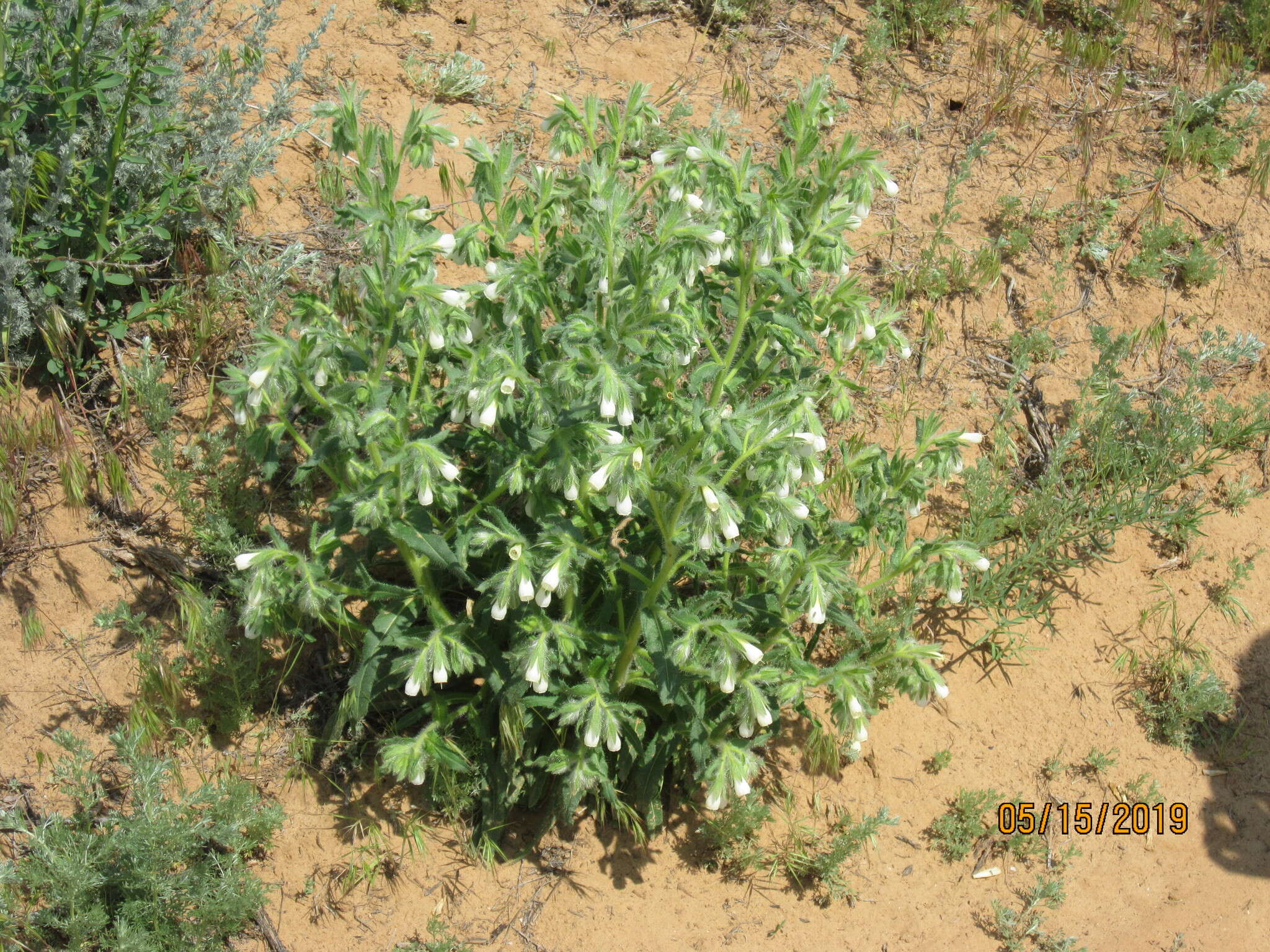 Image of <i>Onosma setosa</i>