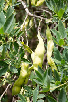 Image of Anagyris foetida L.