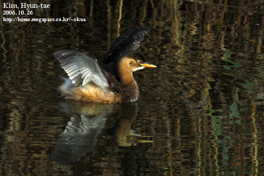 Image of Little Grebe