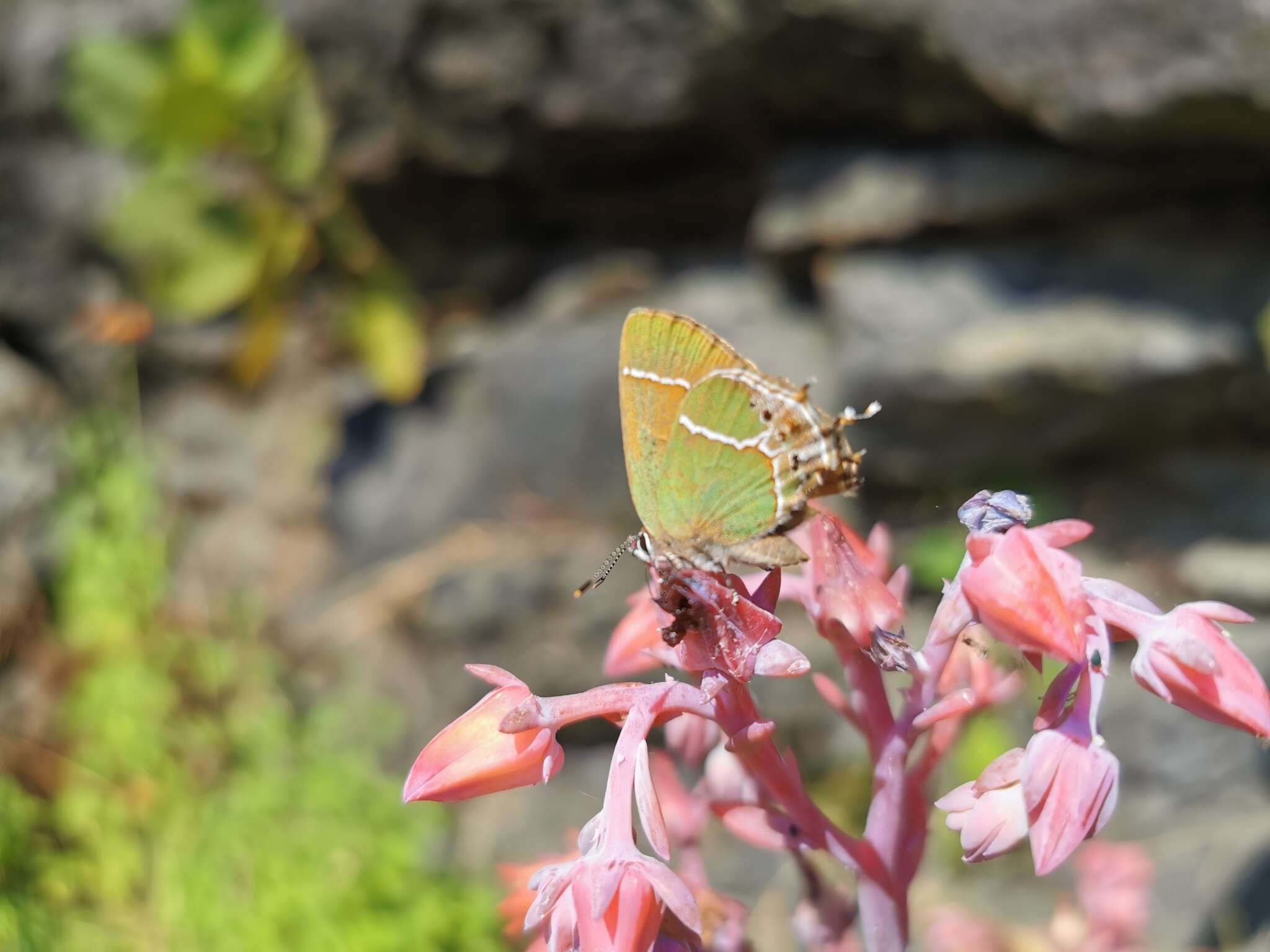 Image of Callophrys xami xami