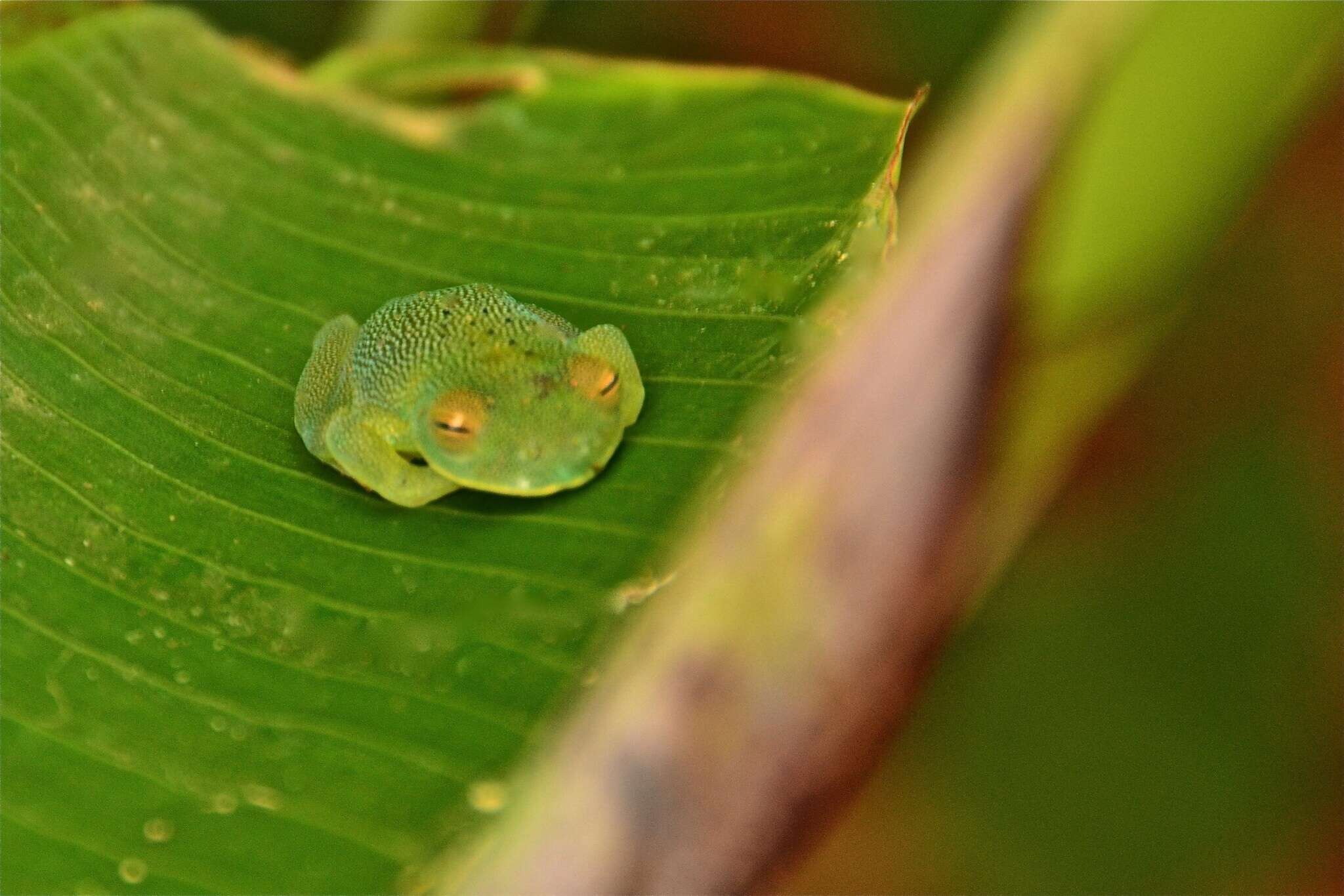 صورة Cochranella granulosa (Taylor 1949)