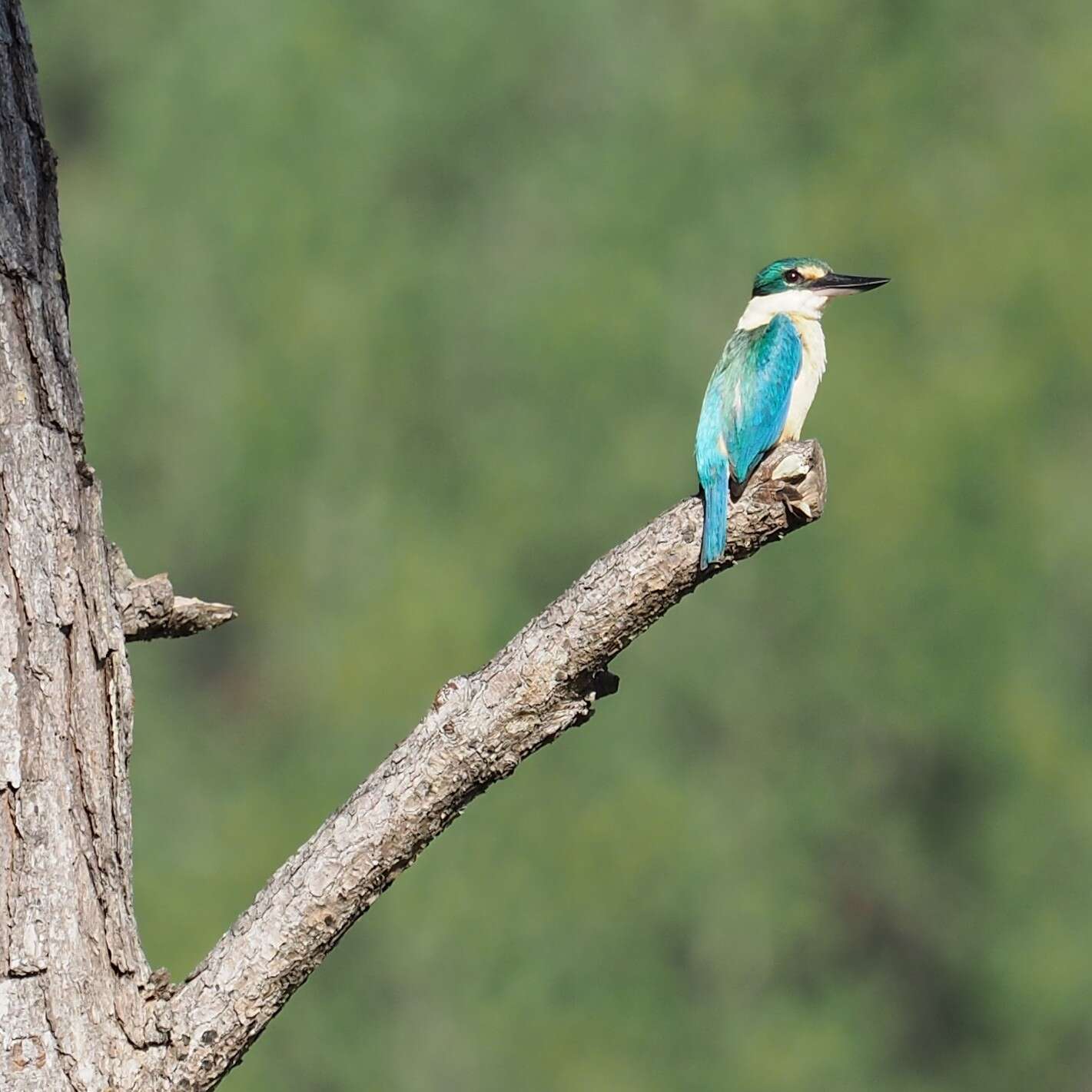 Image of Todiramphus sanctus canacorum (Brasil & L 1916)