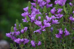 Image of Euphrasia collina subsp. tetragona (R. Br.) W. R. Barker