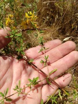 Image de Hypericum perforatum subsp. perforatum