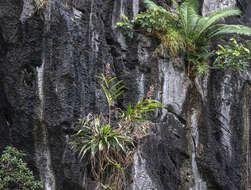 Alpinia calcicola Q. B. Nguyen & M. F. Newman的圖片