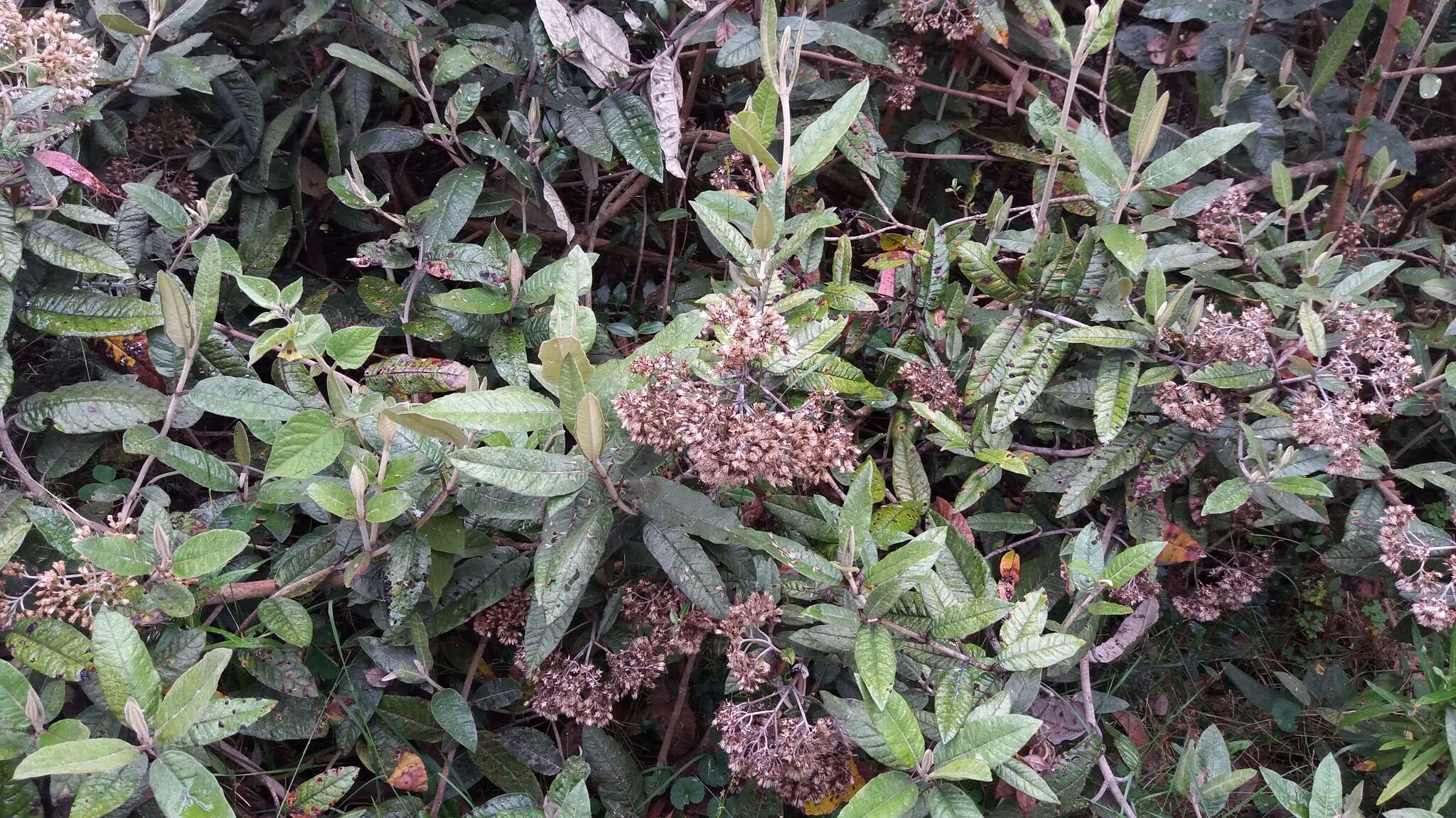 Ageratina asclepiadea (L. fil.) R. King & H. Rob.的圖片