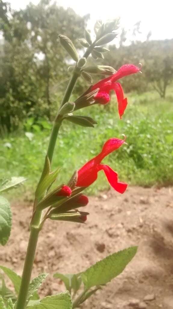 Image of Salvia pulchella DC.