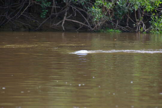 Image of Bolivian river dolphin