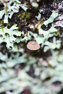 Mycena corticola (Pers.) Gray 1821的圖片