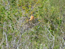 Image of Rufous-tailed Plantcutter